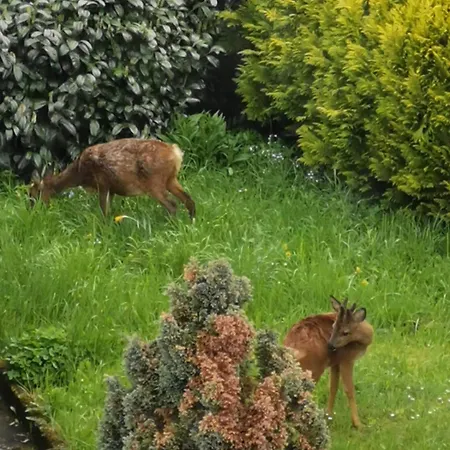 度假居 In Waldrandlage In Nationalpark / Eifel 施莱登