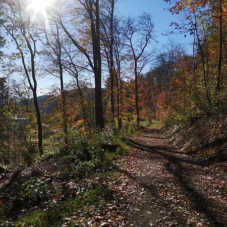 In Waldrandlage In Nationalpark / Eifel * Schleiden