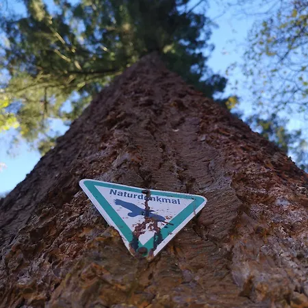 In Waldrandlage In Nationalpark / Eifel * 施莱登