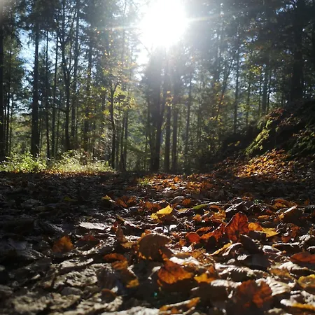 In Waldrandlage In Nationalpark / Eifel *