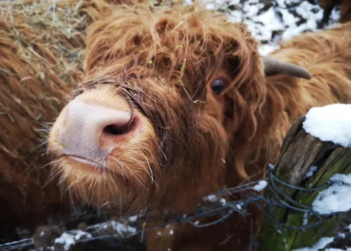 In Waldrandlage In Nationalpark / Eifel *