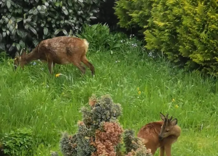 Дом отдыха In Waldrandlage In Nationalpark / Eifel Шляйден