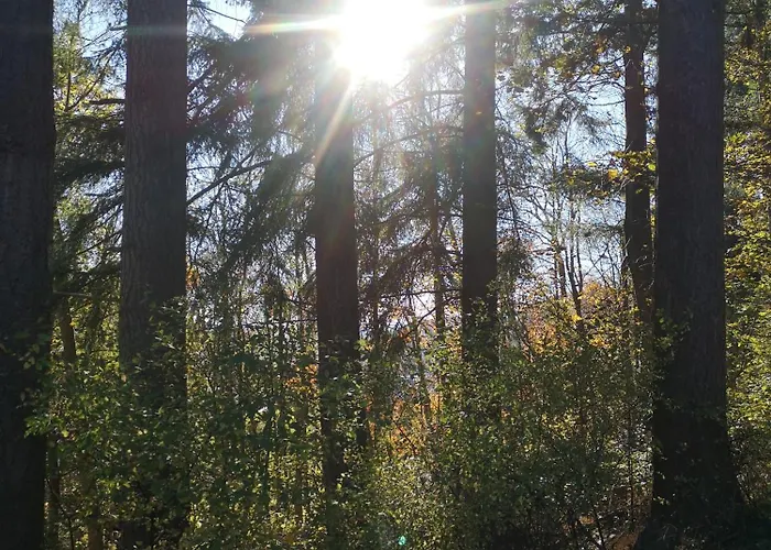 In Waldrandlage In Nationalpark / Eifel *