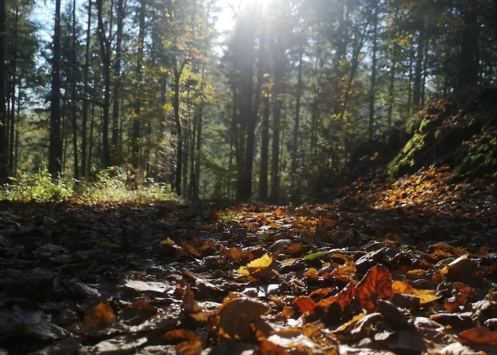 In Waldrandlage In Nationalpark / Eifel *